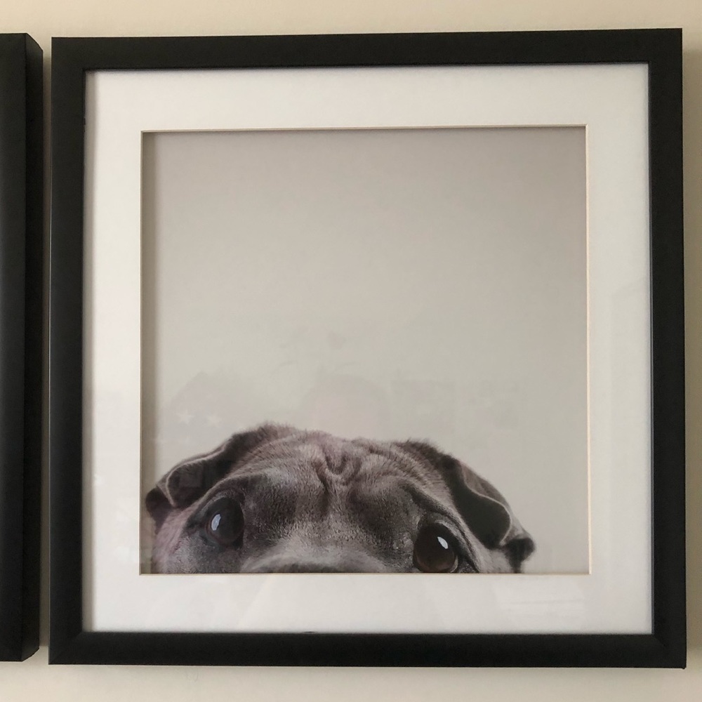 Pitbull framed picture
